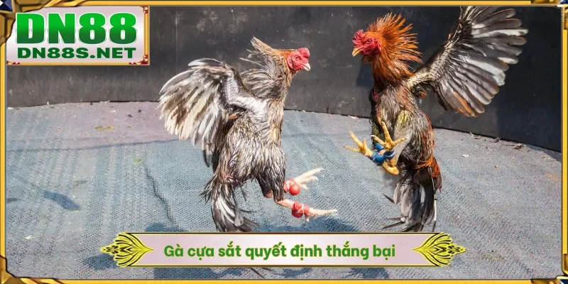 Gà cựa sắt quyết định thắng bại 