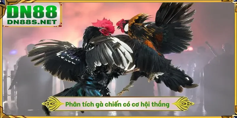 Phân tích gà chiến có cơ hội thắng