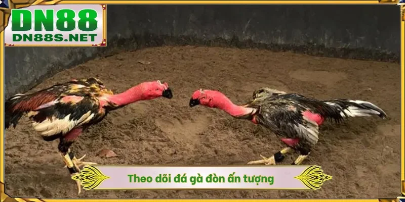 Theo dõi đá gà đòn ấn tượng