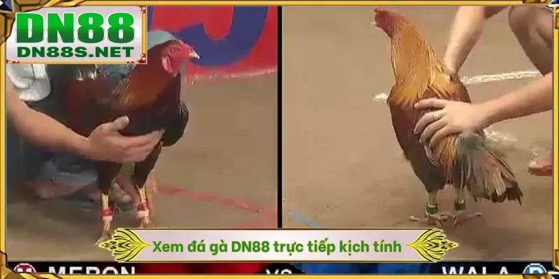 Xem đá gà DN88 trực tiếp kịch tính