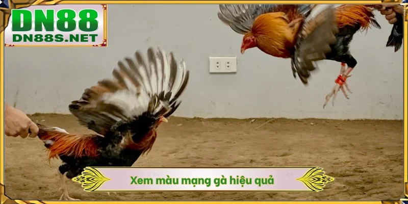 Xem màu mạng gà hiệu quả