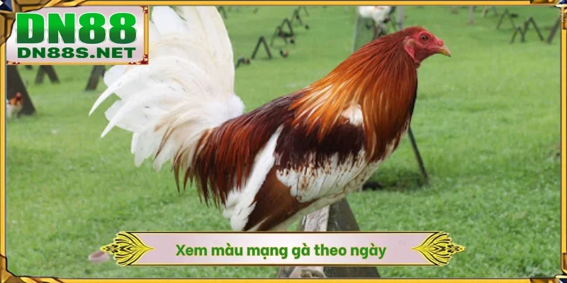 Xem màu mạng gà theo ngày