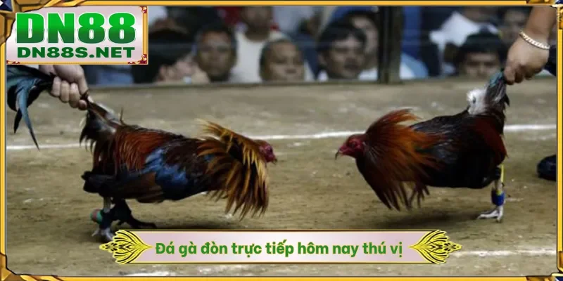 Đá gà đòn trực tiếp hôm nay thú vị