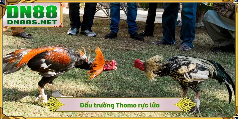Đấu trường Thomo rực lửa