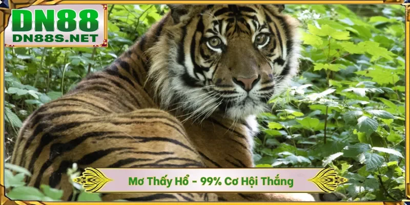 Mơ Thấy Hổ - Rước Lộc Với 99% Cơ Hội Thắng Tại Nhà Cái DN88